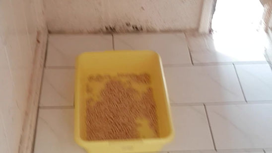Cattery Inside area